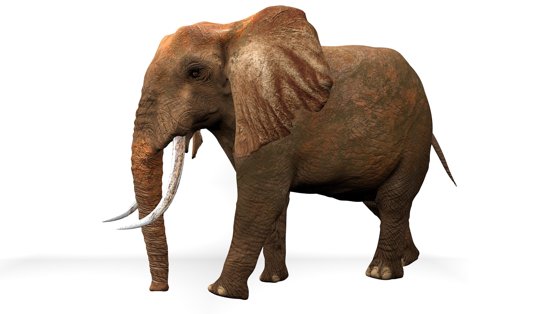 3D African Elephant RIGGED L2355 model https://p.turbosquid.com/ts-thumb/a9/igNdeb/ce/10_0000/png/1744068946/1920x1080/fit_q87/caad03c25a605f84f05657b457e7bd8dc95a4d03/10_0000.jpg