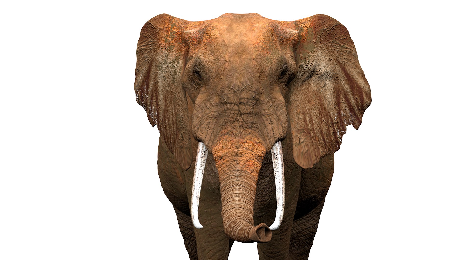 3D African Elephant RIGGED L2355 model https://p.turbosquid.com/ts-thumb/a9/igNdeb/fH/07_0023/png/1744068933/1920x1080/fit_q87/9c7008858d7281c116deed3c911d06f9a9b6cb15/07_0023.jpg