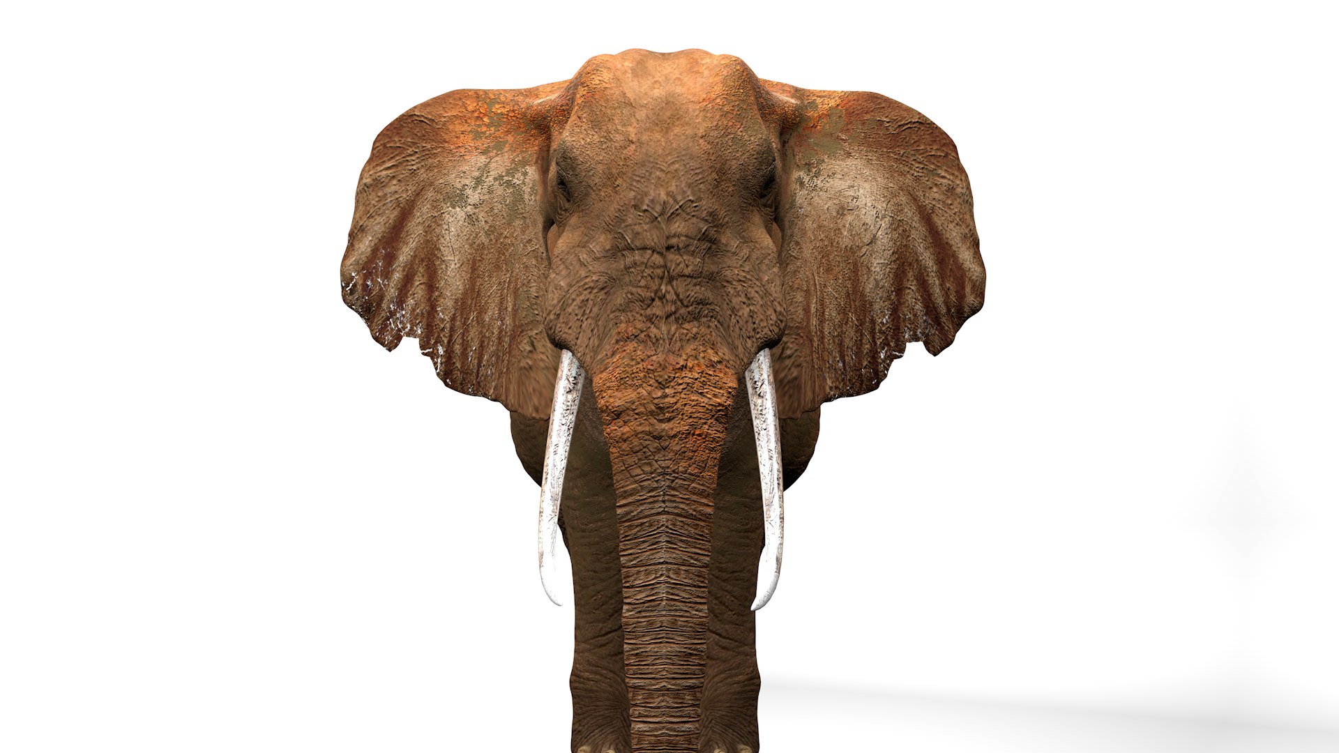 3D African Elephant RIGGED L2355 model https://p.turbosquid.com/ts-thumb/a9/igNdeb/q4/13_0013/png/1744068975/1920x1080/fit_q87/3e815742ab09218d276b85c95601d4fef2fbb631/13_0013.jpg
