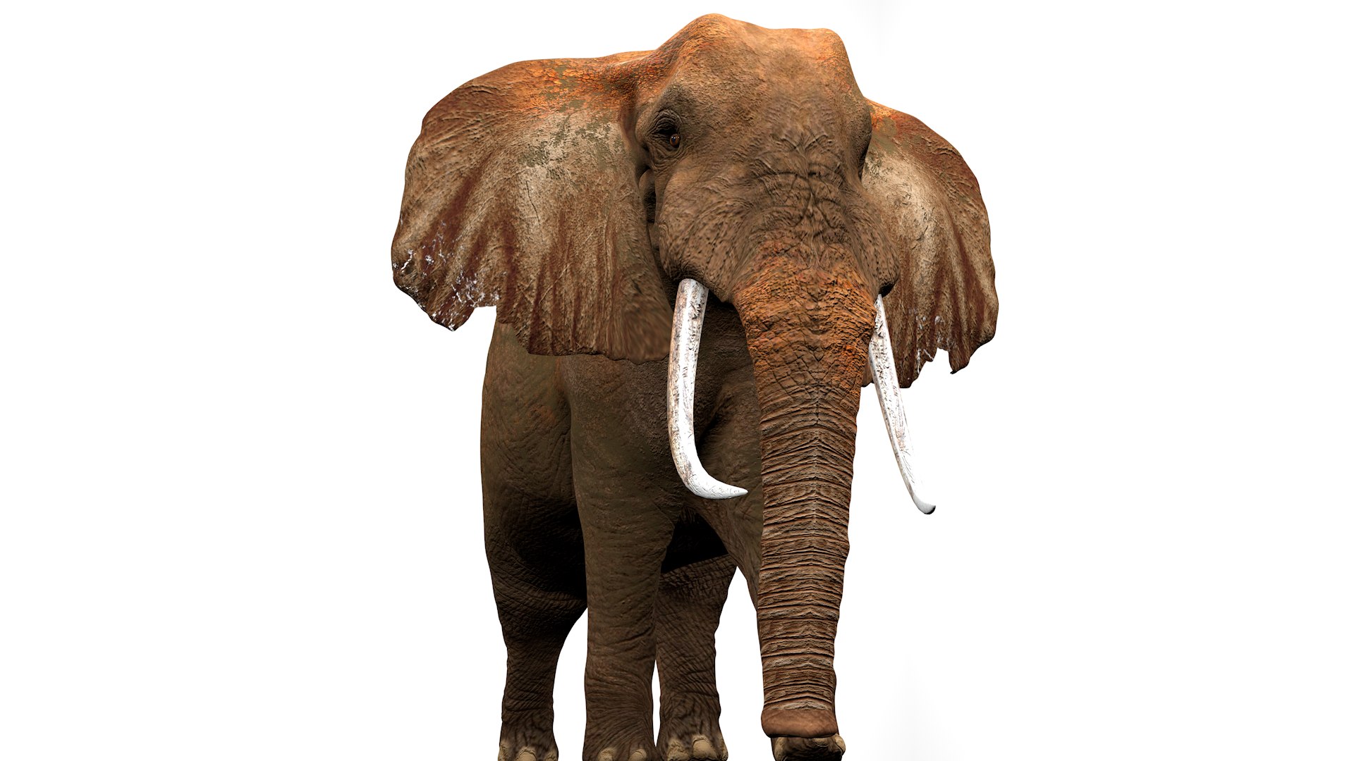 3D African Elephant RIGGED L2355 model https://p.turbosquid.com/ts-thumb/a9/igNdeb/ys/04_0035/png/1744068932/1920x1080/fit_q87/bac87529f0997bc4fd23e9b85e26090f542366b7/04_0035.jpg