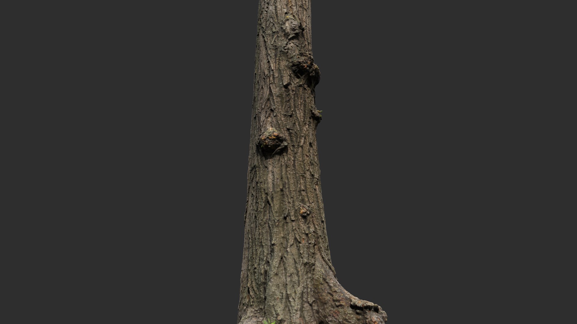 Black poplar trunk scan PBR 8K 3D model https://p.turbosquid.com/ts-thumb/a9/uIoF2E/Fn/04/png/1730544632/1920x1080/fit_q87/2187ea80cb571d97425418c76f6c830a1f01a55a/04.jpg