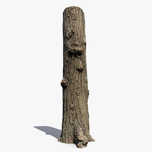 Black poplar trunk scan PBR 8K