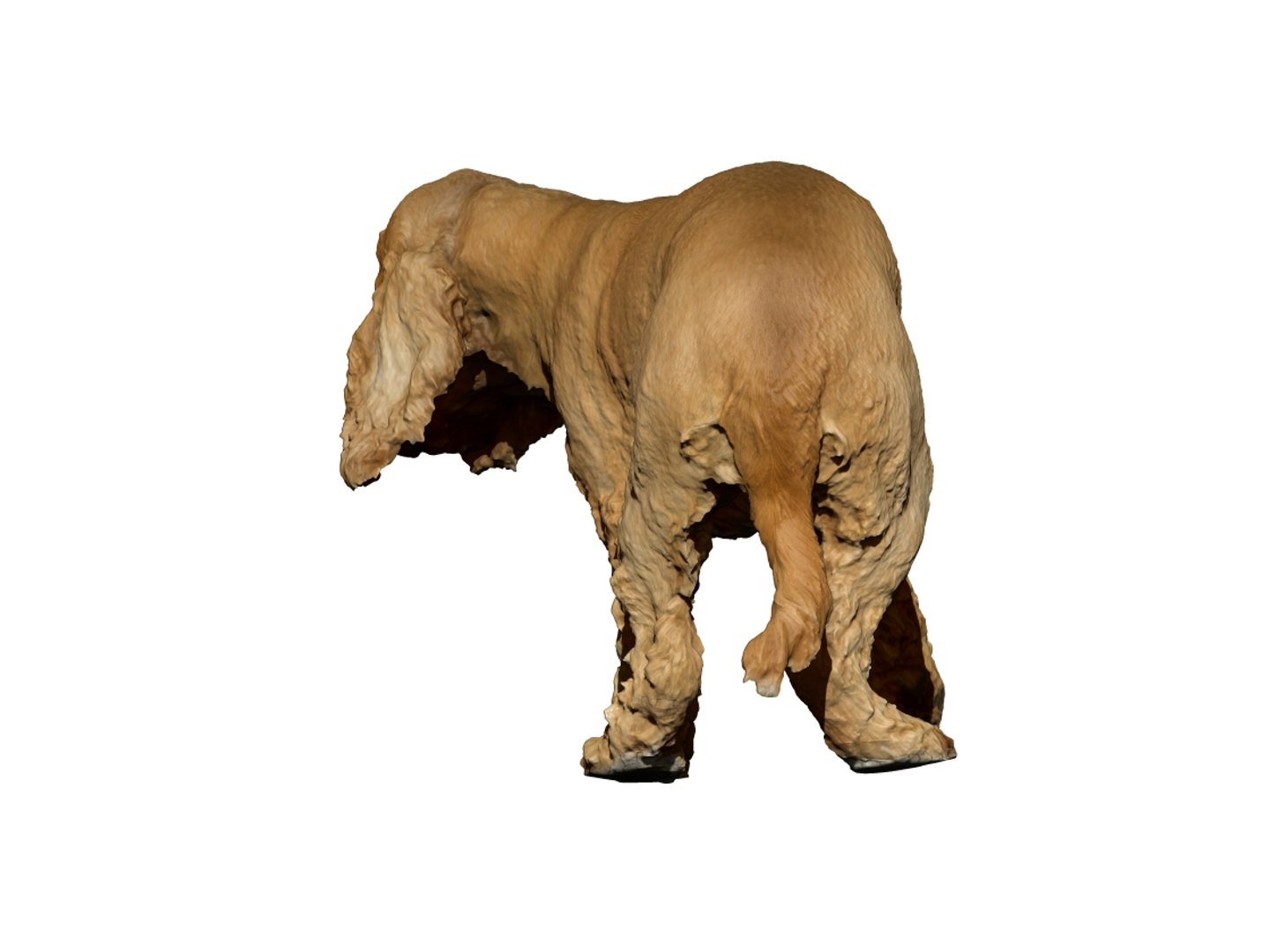 3D photogrammetry dog https://p.turbosquid.com/ts-thumb/a9/wwDHTs/7FW19K30/6/jpg/1542904938/1920x1080/fit_q87/32219c88149cbb156d272a8ab6598b25bbd37944/6.jpg