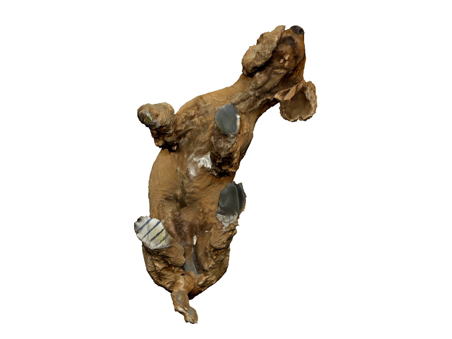 3D photogrammetry dog https://p.turbosquid.com/ts-thumb/a9/wwDHTs/QZLQo76t/11/jpg/1542905002/1920x1080/fit_q87/c981a2b281bb8b6108810cc1721316378358369a/11.jpg