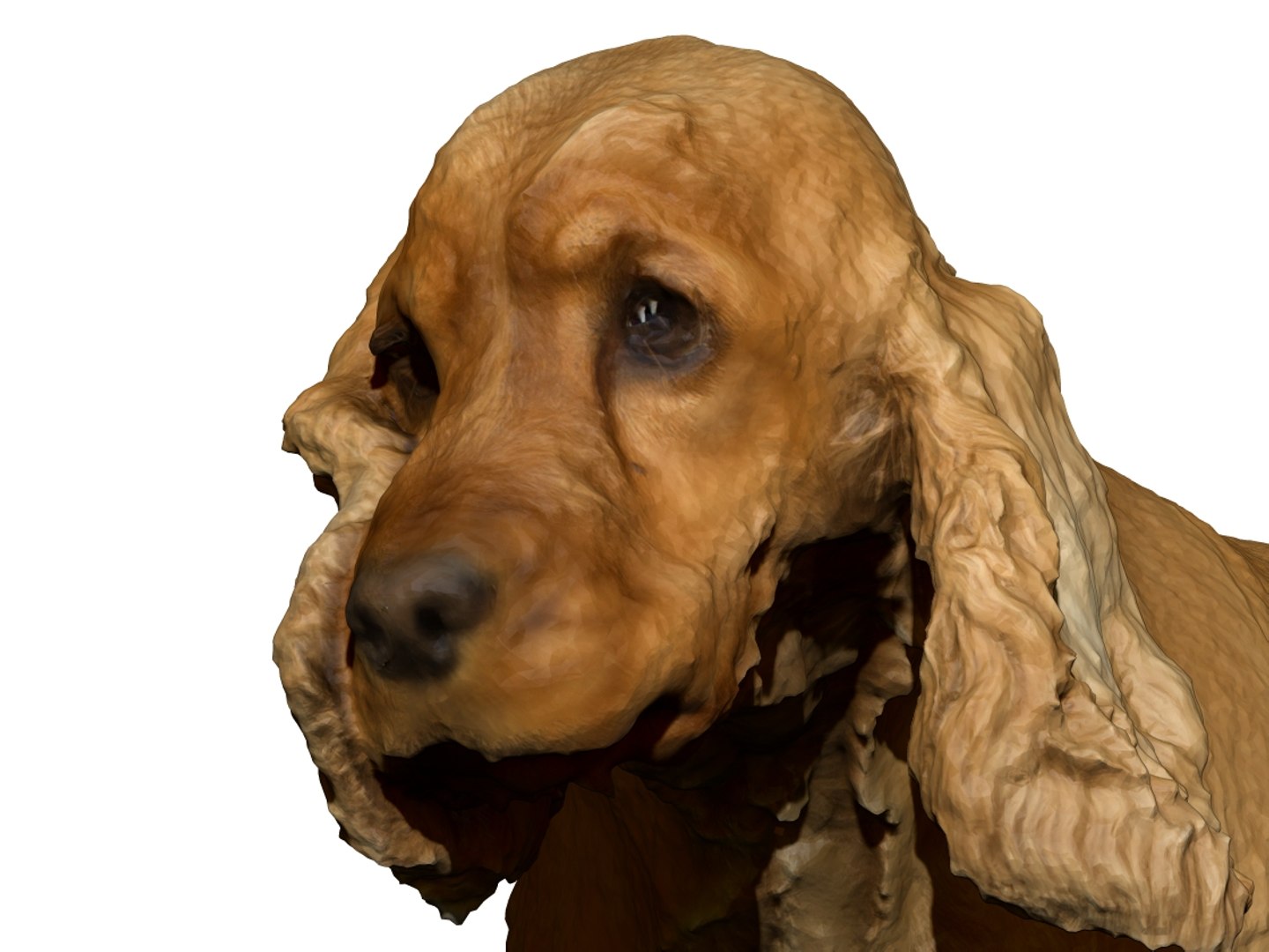 3D photogrammetry dog https://p.turbosquid.com/ts-thumb/a9/wwDHTs/SrbElIqi/13/jpg/1542905023/1920x1080/fit_q87/d873b5458bda57d544e4a30cff4df09d1fe8ba97/13.jpg