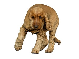 3D photogrammetry dog
