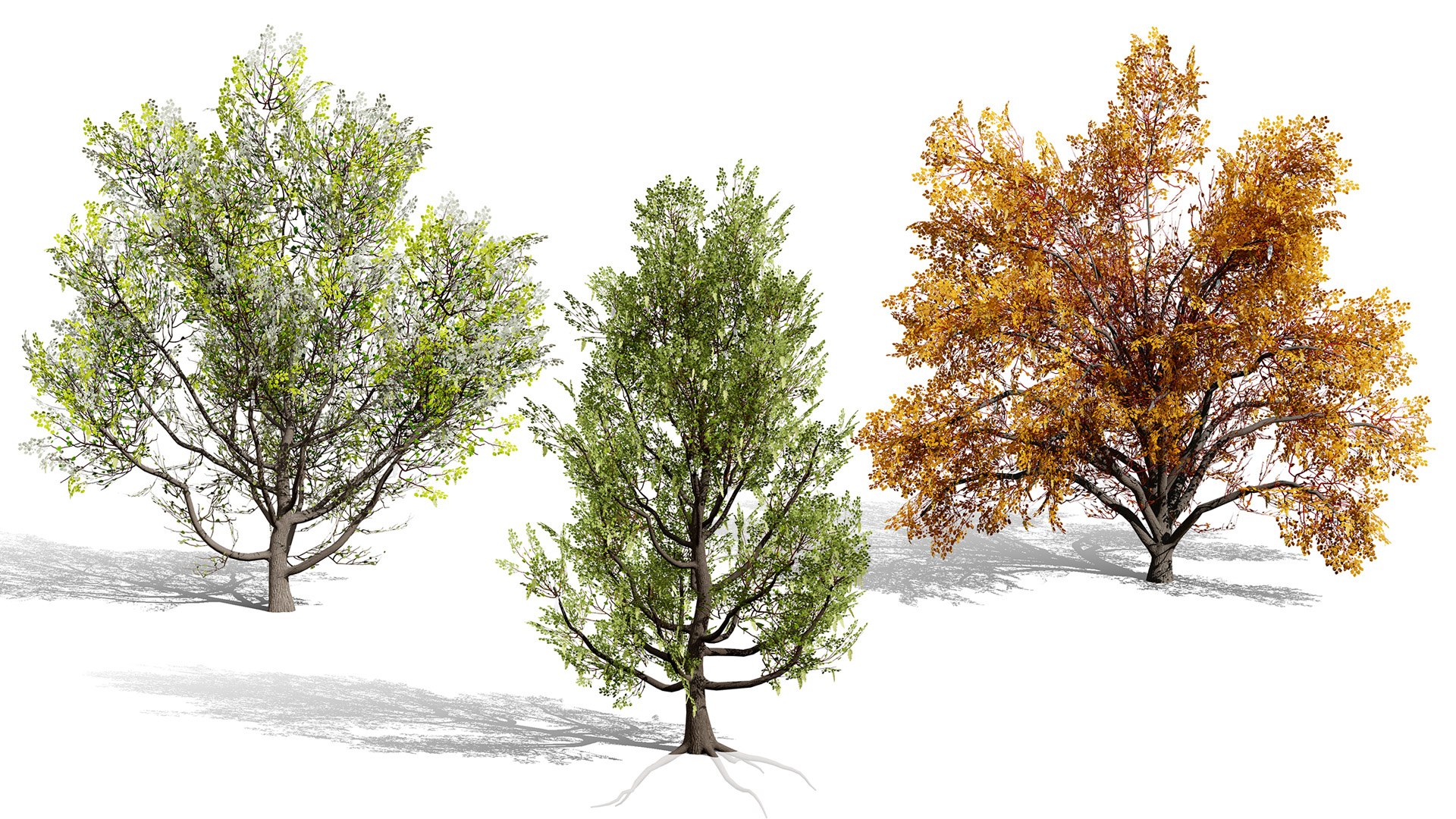 Realistic North American Riparian Trees 3D model https://p.turbosquid.com/ts-thumb/a9/ysnCgu/SU/00artcoverfremontcottonwoodfirstvariation/jpg/1771544054/1920x1080/fit_q87/87e17e6bcd5088d215191db2aad98aba0251f978/00artcoverfremontcottonwoodfirstvariation.jpg