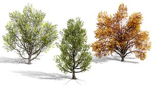 Realistic North American Riparian Trees