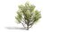 Realistic North American Riparian Trees 3D model