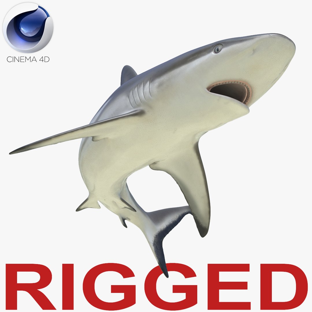 grey reef shark rigged 3d c4d