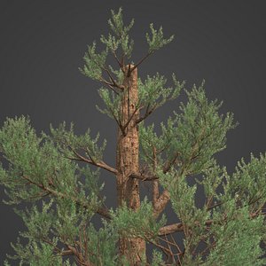 3D 2021 PBR Western Juniper Collection - Juniperus Occidentalis model