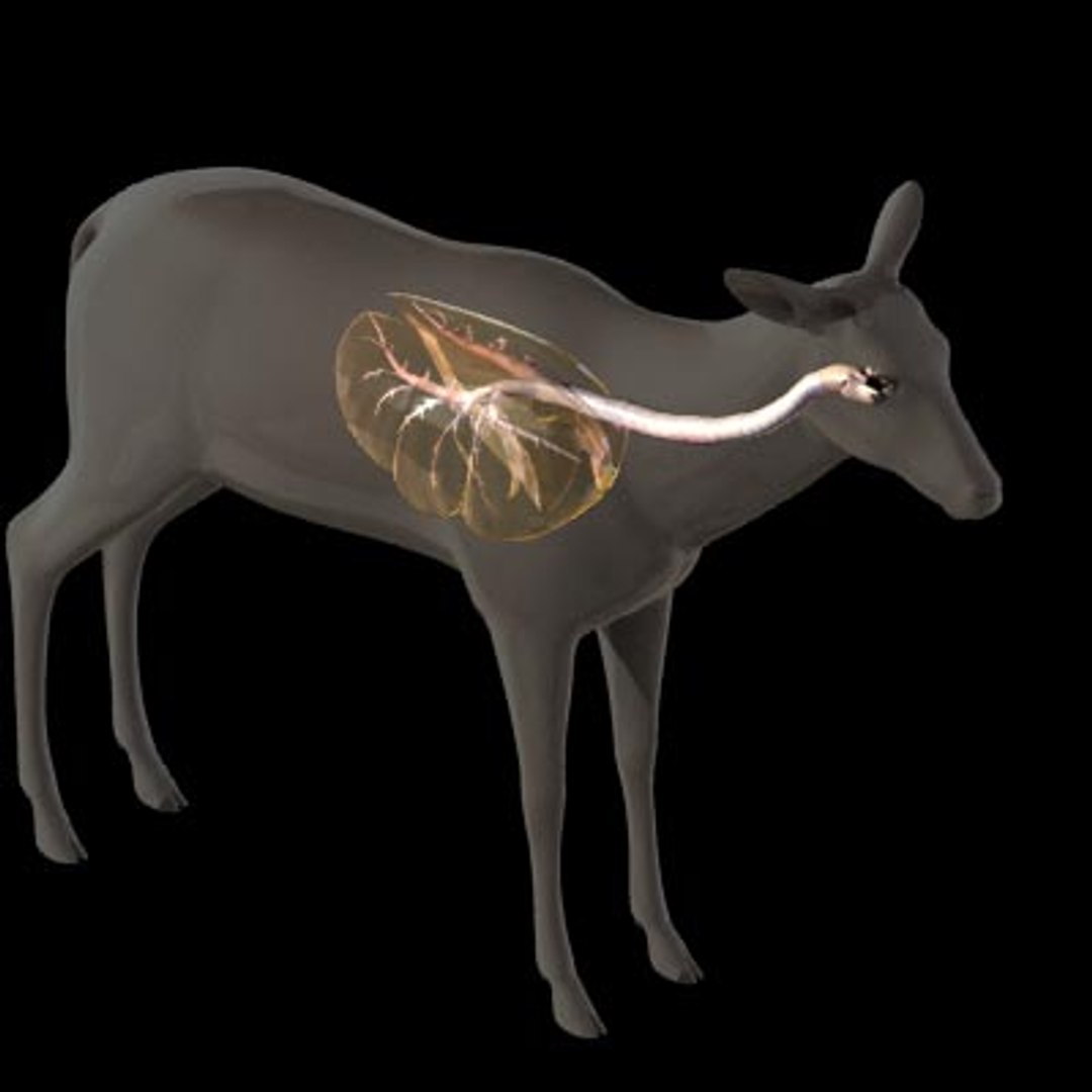 Deer Anatomy Model - TurboSquid 1461620
