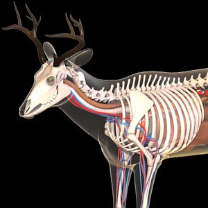 deer anatomy model