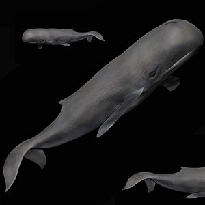 3D fully rigged sperm whale