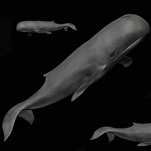 fully rigged low polygon sperm whale