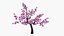 Cerisier en fleurs