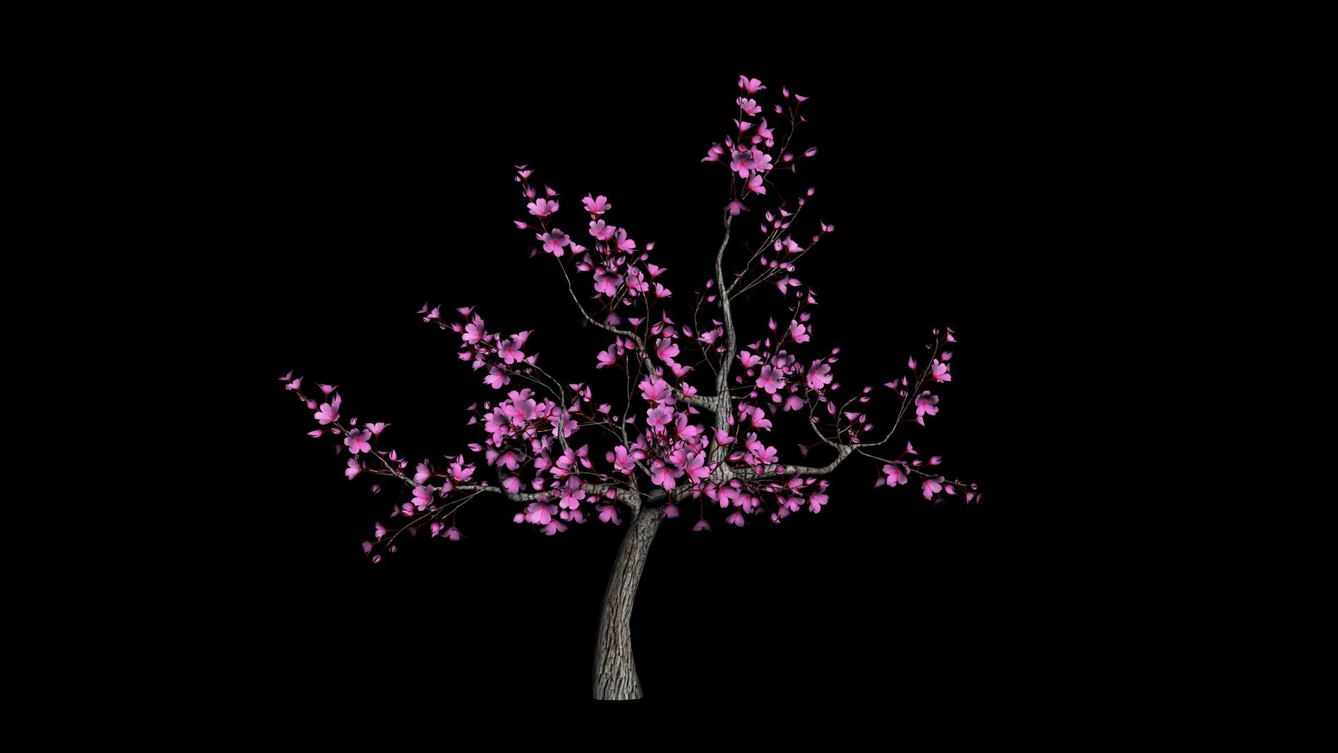 Cherry Blossom Tree 3D - TurboSquid 2380583
