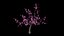 Cerisier en fleurs
