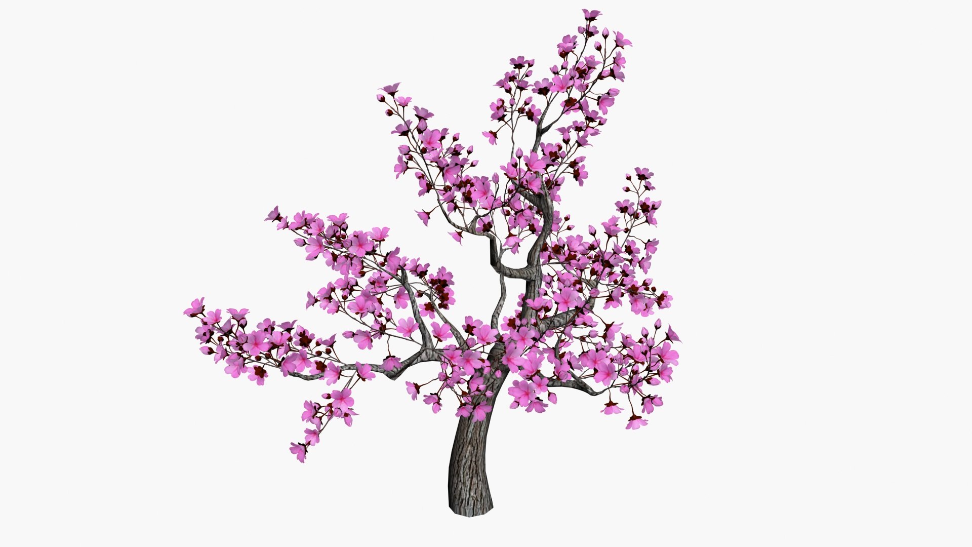Cherry blossom tree 3D https://p.turbosquid.com/ts-thumb/aA/RdWOet/Y3/ps3/jpg/1742733211/1920x1080/fit_q87/ea90cde4e75461c6214d333d7fce449a4c7e39cd/ps3.jpg