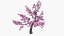 Cerisier en fleurs