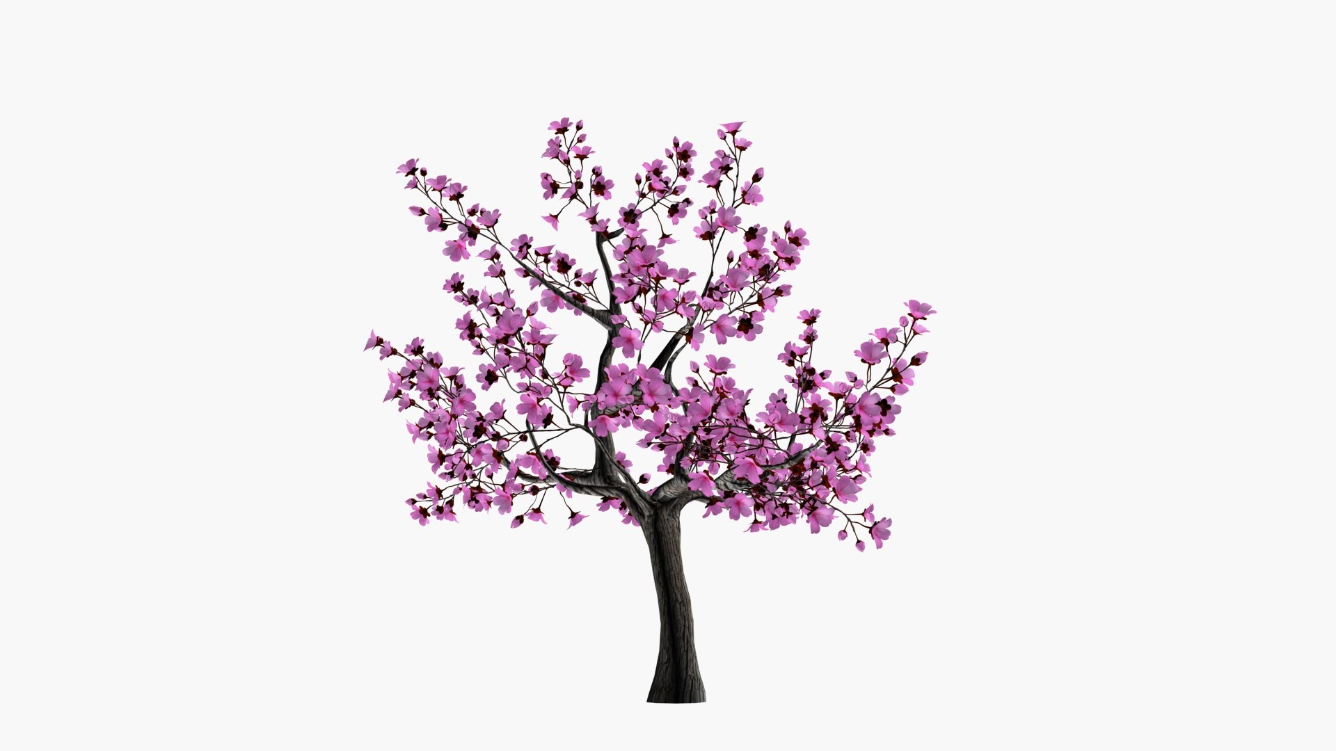 Cherry blossom tree 3D https://p.turbosquid.com/ts-thumb/aA/RdWOet/gO/ps2/jpg/1742733200/1920x1080/fit_q87/b759fa3d9ae44a5a74d00f264dbcc5356271dc9a/ps2.jpg