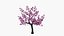 Cerisier en fleurs