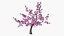 Cerisier en fleurs