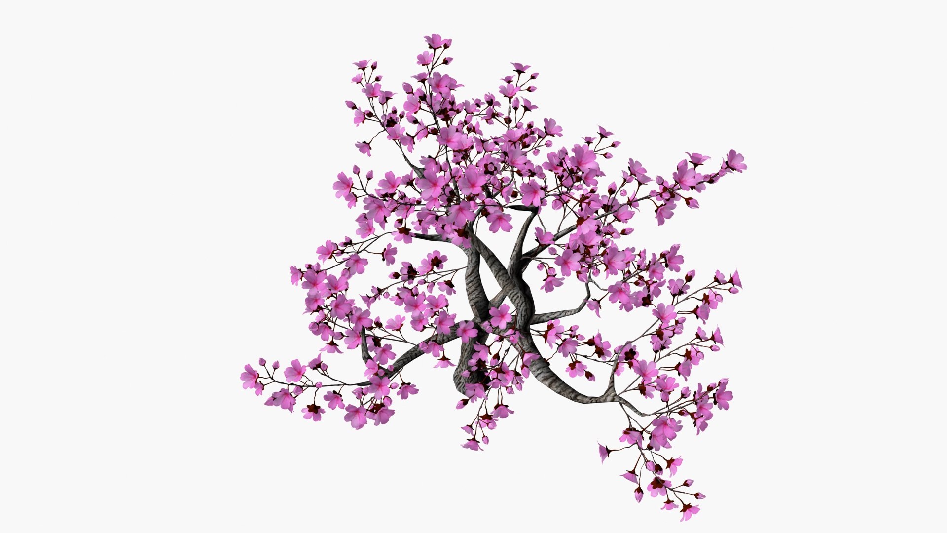 Cherry blossom tree 3D https://p.turbosquid.com/ts-thumb/aA/RdWOet/iL/ps5/jpg/1742733228/1920x1080/fit_q87/31b4c701ec50a2bf8d0315f6fb0003c6bacddda0/ps5.jpg