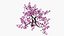 Cerisier en fleurs