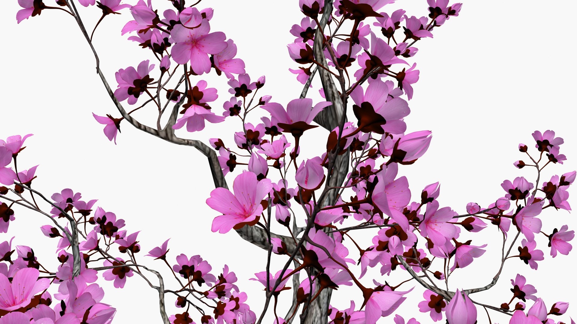 Cherry blossom tree 3D https://p.turbosquid.com/ts-thumb/aA/RdWOet/kZ/ps4/jpg/1742733219/1920x1080/fit_q87/60fb1e91a8e6f5e35a84a2dc3f966905aff01534/ps4.jpg