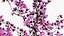 Cerisier en fleurs