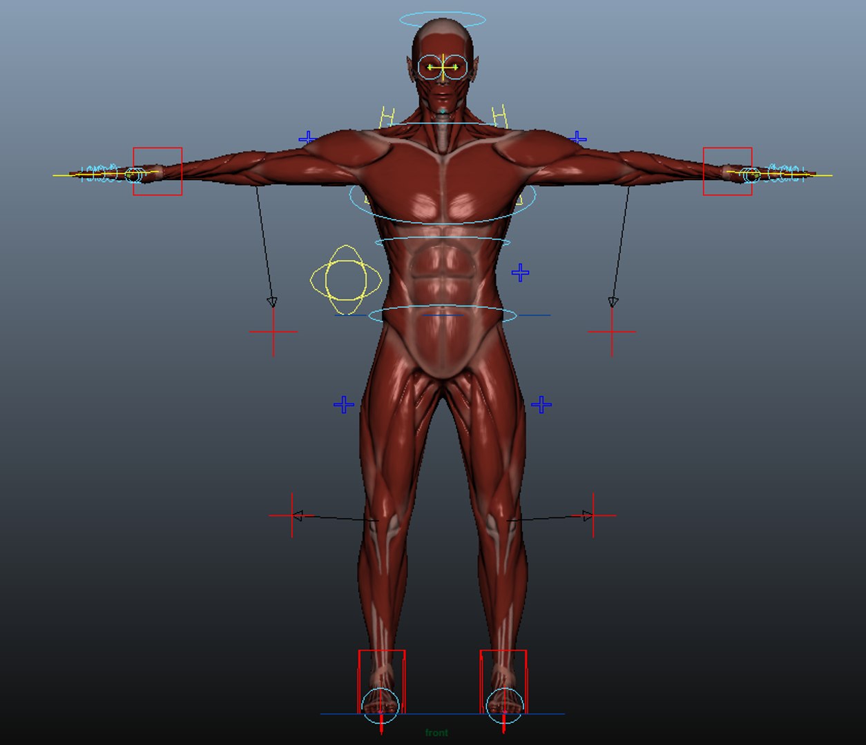 3d model human rigged https://p.turbosquid.com/ts-thumb/aA/RxI7dC/BYtpcwK1/rigged/png/1453628733/1920x1080/fit_q87/a384f51bfad9575960a1f329a3c5cfde90744929/rigged.jpg