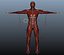 Anatomía del cuerpo muscular masculino (aparejado)