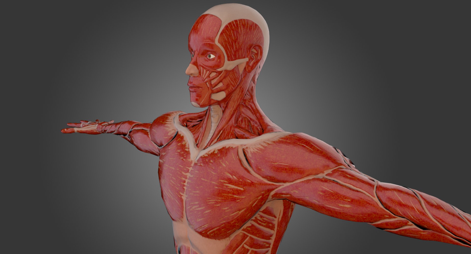 3d model human rigged https://p.turbosquid.com/ts-thumb/aA/RxI7dC/eBkTrudP/22/png/1471977265/1920x1080/fit_q87/44a61999773644c81da179cced3b16e140027a31/22.jpg