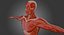 Anatomía del cuerpo muscular masculino (aparejado)
