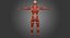 Anatomía del cuerpo muscular masculino (aparejado)