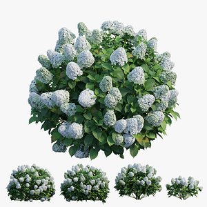 Hydrangea Plant set 30 3D model