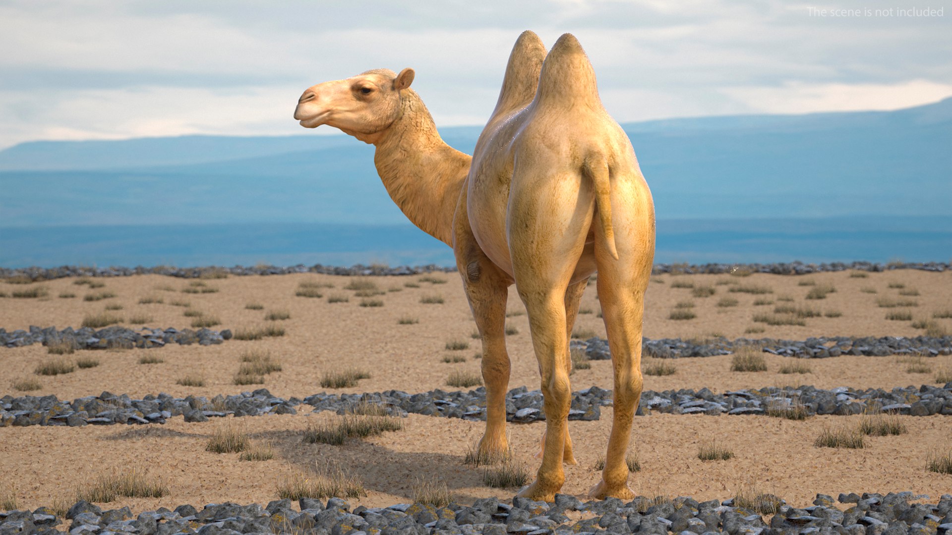 Bactrian Camel Rigged for Maya 3D model preview
