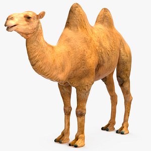 Bactrian Camel Rigged for Maya