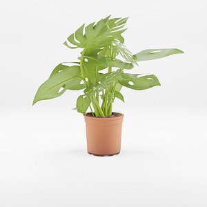 3D Collection of 6 Indoor Plants - 3