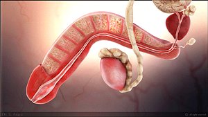Male Reproductive System