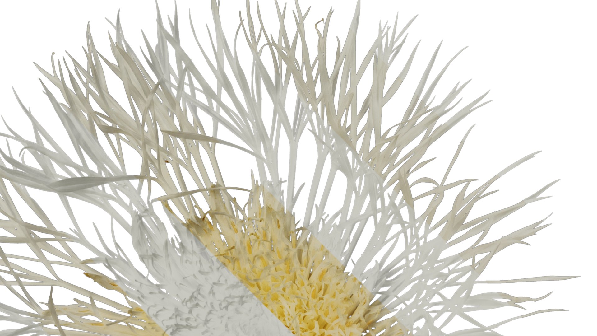 Anydrafts Centaurea Americana Flower 01 Textures 3D Model - TurboSquid ...