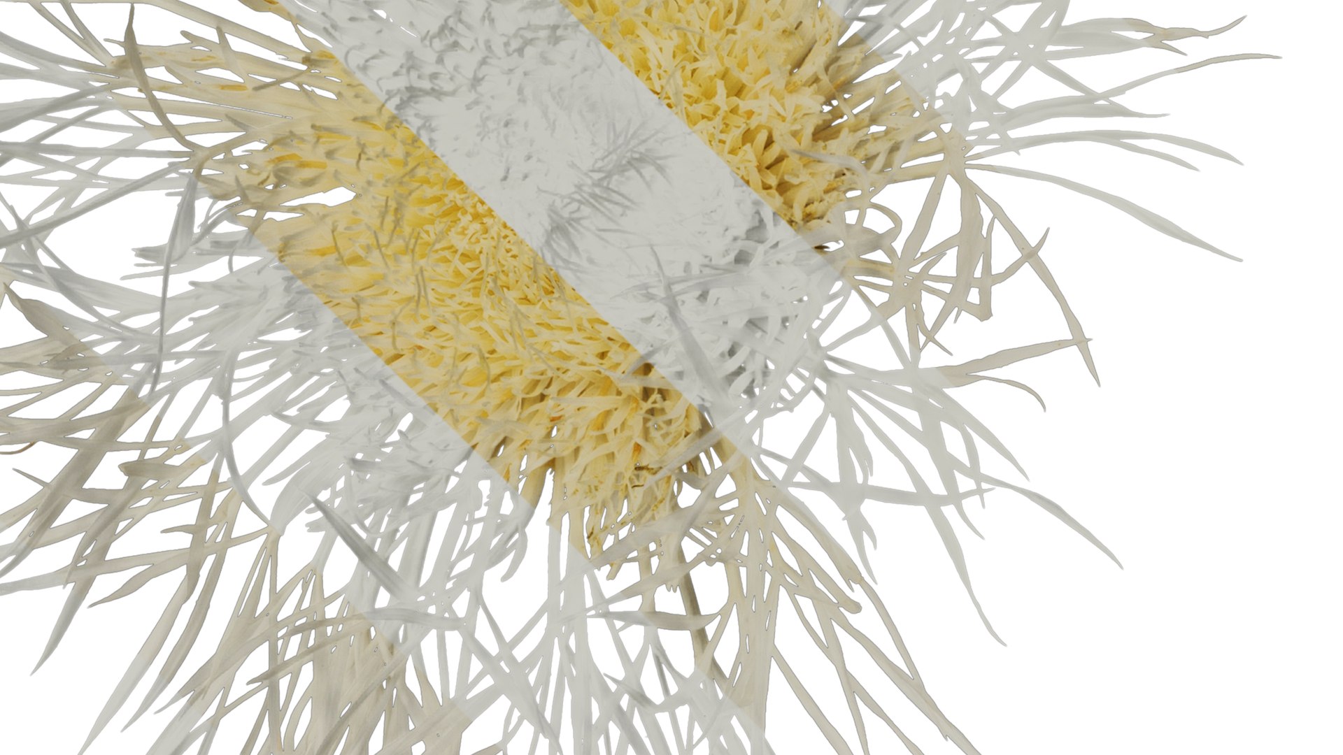 Anydrafts Centaurea Americana Flower 01 Textures 3D Model - TurboSquid ...