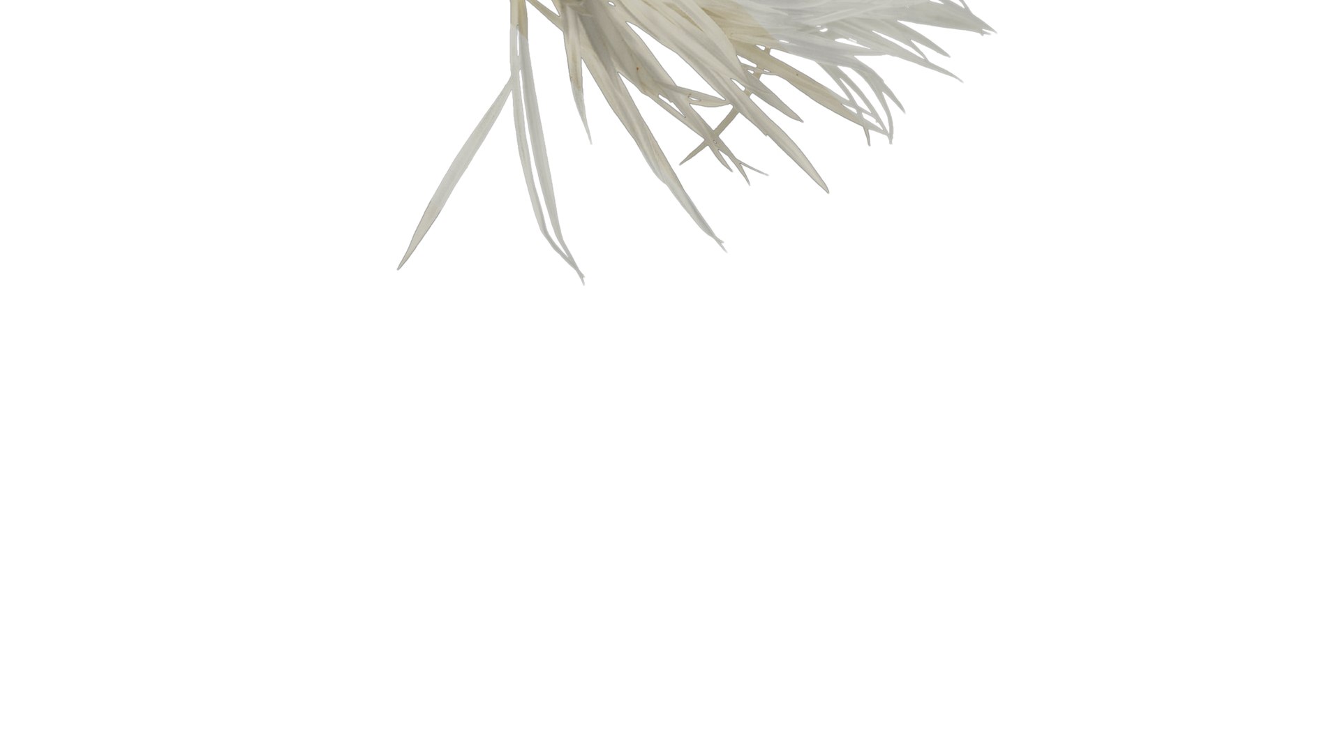Anydrafts Centaurea Americana Flower 01 Textures 3D Model - TurboSquid ...