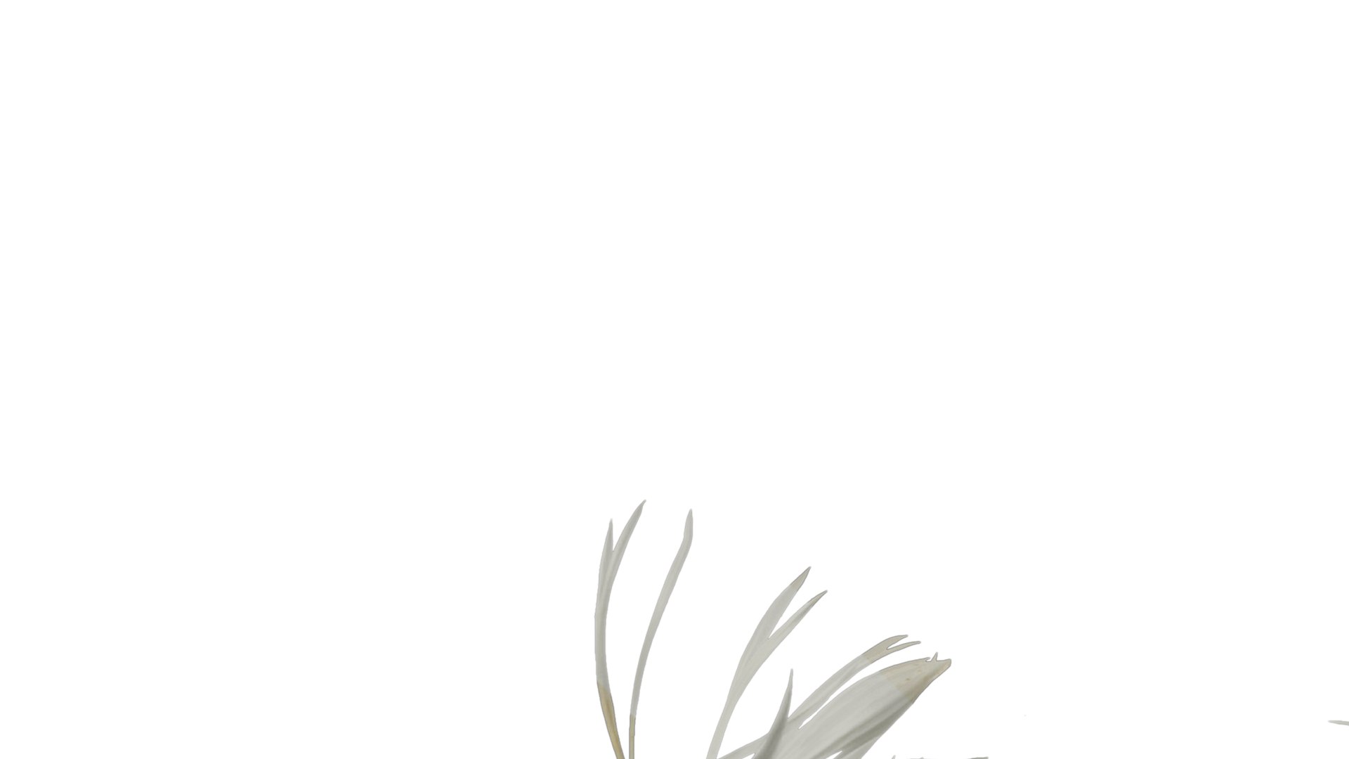 Anydrafts Centaurea Americana Flower 01 Textures 3D Model - TurboSquid ...