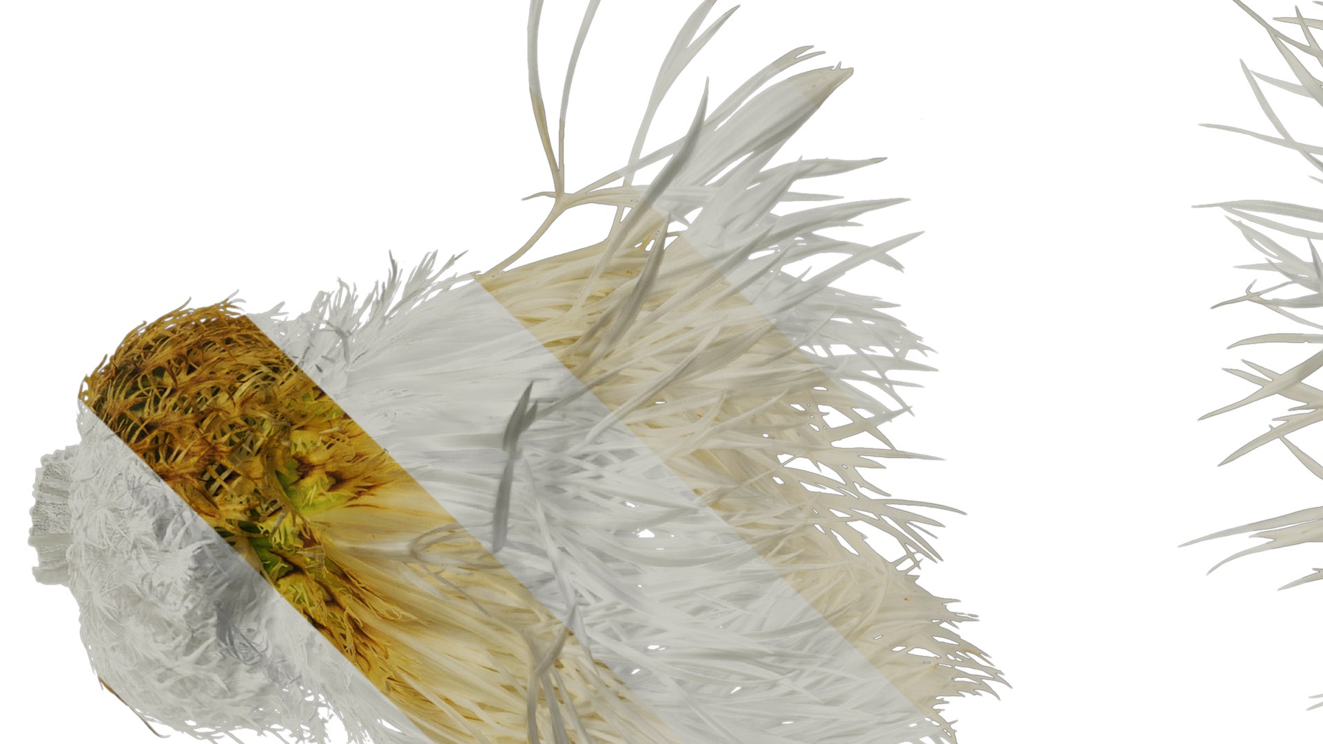 Anydrafts Centaurea Americana Flower 01 Textures 3D Model - TurboSquid ...