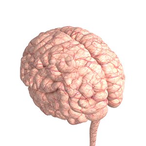 3D anatomy body brain cerebrum