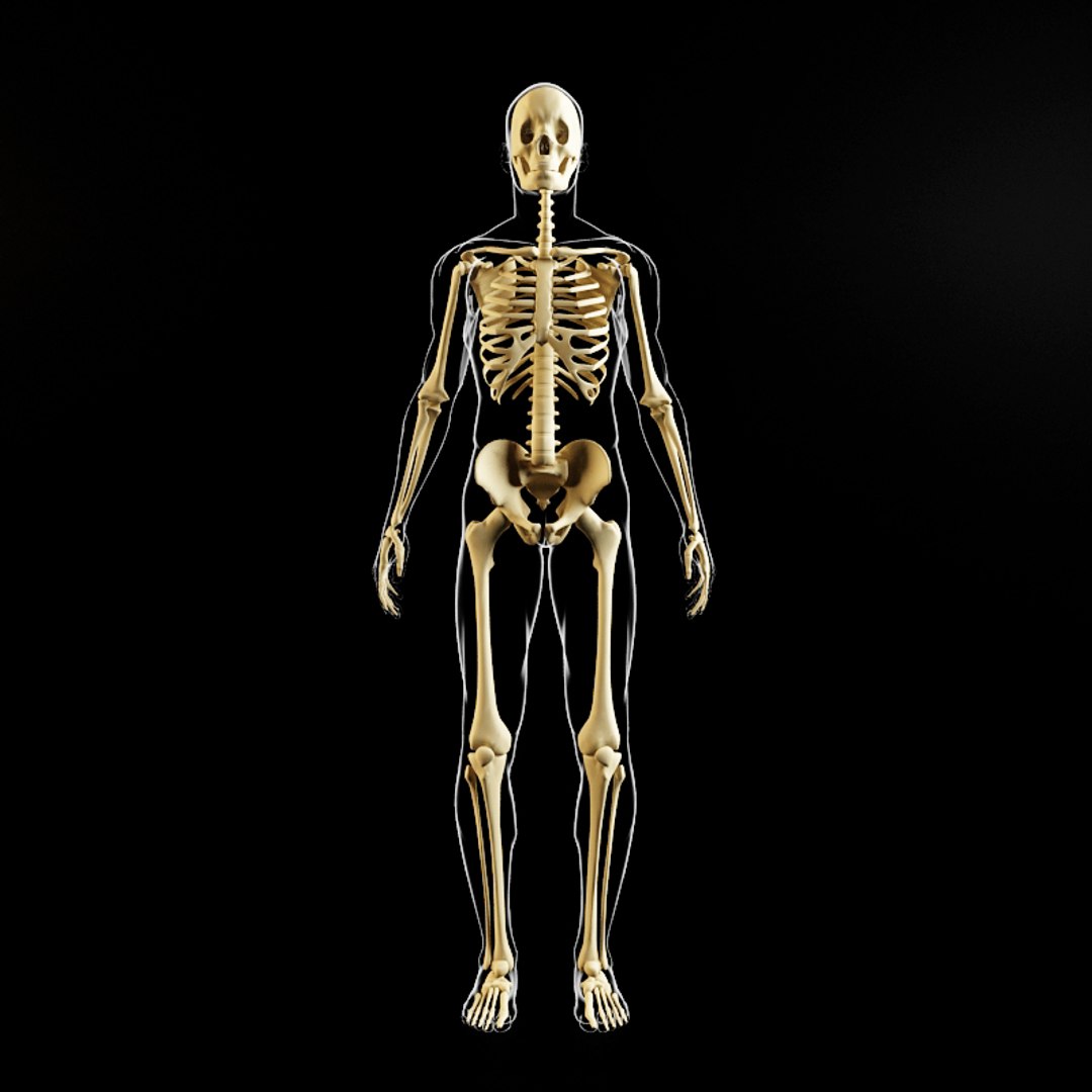 Люди скелеты живые. Скелет человека. Скелет человека 3d модель. Скелет для моделирования. Скелет человеческого тела.