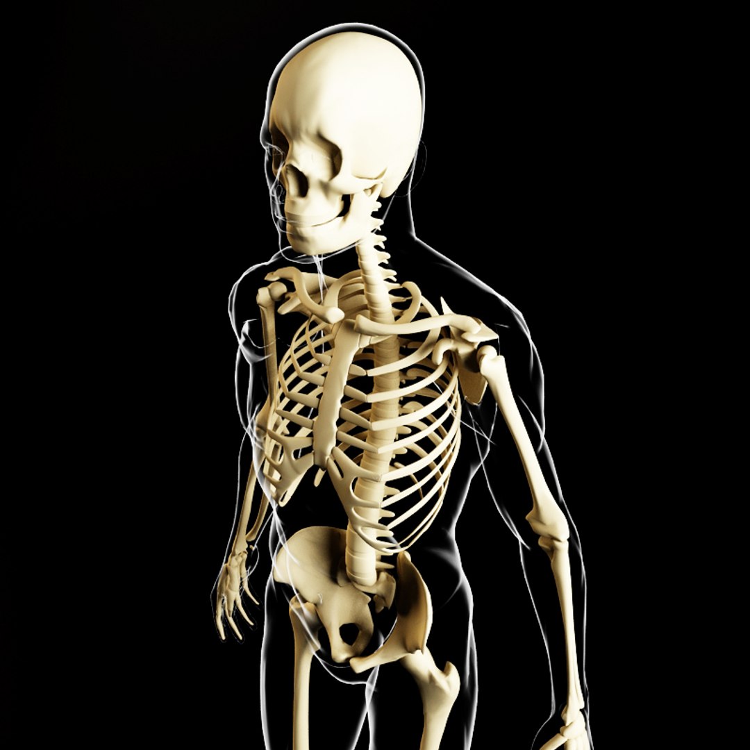 Люди скелеты живые. Скелет человека. Модель скелета человека. Скелет 3d. Скелет человека 3d.