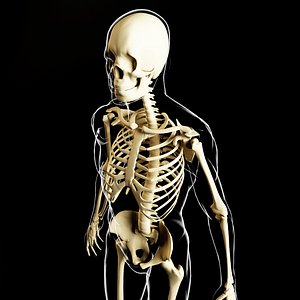 skeleton human body 3d max
